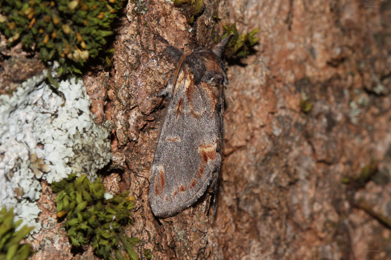 Notodonta dromedarius